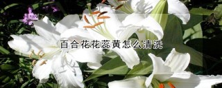 百合花花蕊黄怎么清洗,第1图