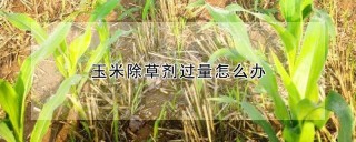 玉米除草剂过量怎么办,第1图