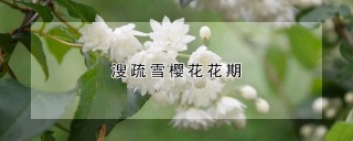 溲疏雪樱花花期,第1图