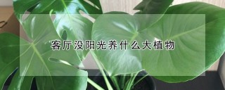 客厅没阳光养什么大植物,第1图