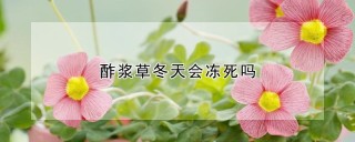 酢浆草冬天会冻死吗,第1图