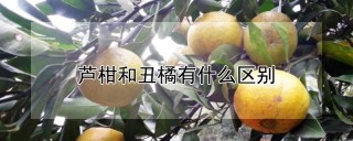 芦柑和丑橘有什么区别,第1图