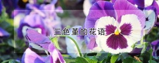 三色堇的花语,第1图