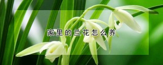 家里的兰花怎么养,第1图