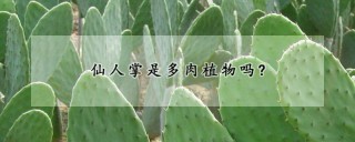 仙人掌是多肉植物吗?,第1图