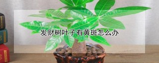 发财树叶子有黄斑怎么办,第1图