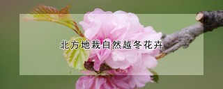 北方地栽自然越冬花卉,第1图