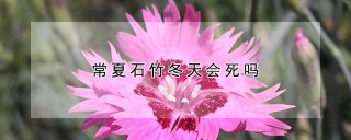 常夏石竹冬天会死吗,第1图