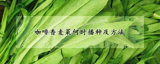 咖啡香麦菜何时播种及方法,第1图