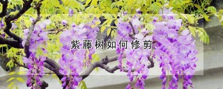 紫藤树如何修剪,第1图