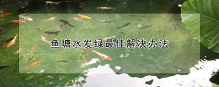 鱼塘水发绿最佳解决办法,第1图