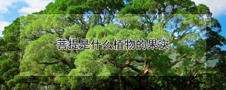 菩提是什么植物的果实,第1图