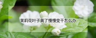 茉莉花叶子黄了慢慢变干怎么办,第1图