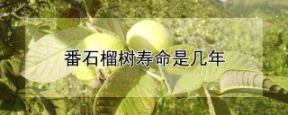 番石榴树寿命是几年,第1图