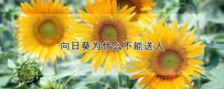 向日葵为什么不能送人,第1图