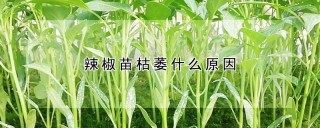 辣椒苗枯萎什么原因,第1图