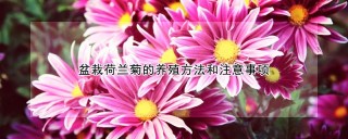 盆栽荷兰菊的养殖方法和注意事项,第1图