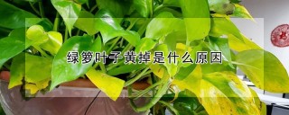 绿箩叶子黄掉是什么原因,第1图