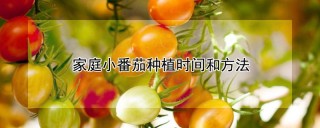 家庭小番茄种植时间和方法,第1图