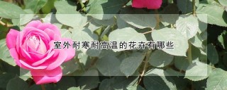 室外耐寒耐高温的花卉有哪些,第1图