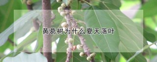 黄葛树为什么夏天落叶,第1图