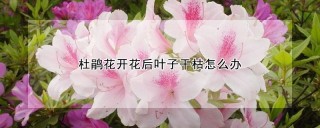 杜鹃花开花后叶子干枯怎么办,第1图