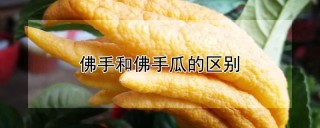 佛手和佛手瓜的区别,第1图