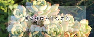 香草多肉为什么难养,第1图