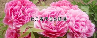 牡丹春天怎么嫁接,第1图