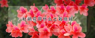 杜鹃花用什么土栽培好,第1图