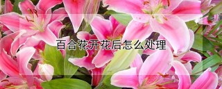 百合花开花后怎么处理,第1图