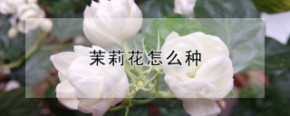 茉莉花怎么种,第1图