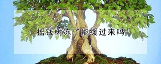 摇钱树冻了能缓过来吗,第1图