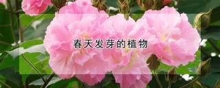 春天发芽的植物,第1图