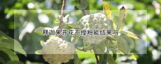 释迦果开花不授粉能结果吗,第1图