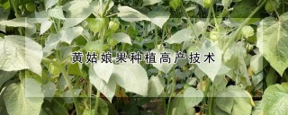 黄姑娘果种植高产技术,第1图