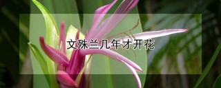 文殊兰几年才开花,第1图