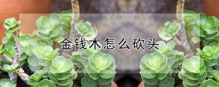 金钱木怎么砍头,第1图