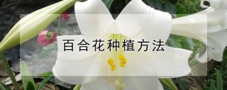 百合花种植方法,第1图