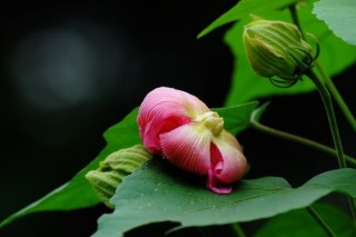 芙蓉花叶子干焦怎么办,第3图