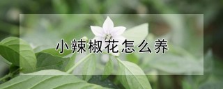 小辣椒花怎么养,第1图