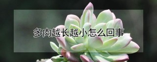 多肉越长越小怎么回事,第1图