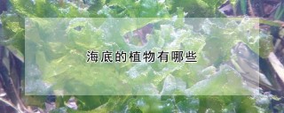 海底的植物有哪些,第1图