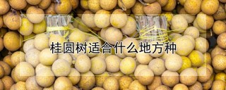 桂圆树适合什么地方种,第1图