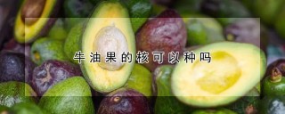 牛油果的核可以种吗,第1图