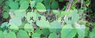 旁风草长什么样,第1图