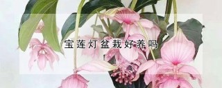 宝莲灯盆栽好养吗,第1图