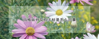 玛格丽特花苞干枯是怎么回事,第1图