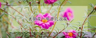 太阳花一年开几次花,第1图