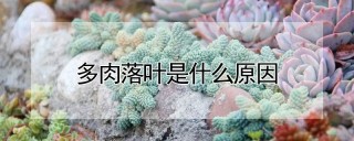 多肉落叶是什么原因,第1图